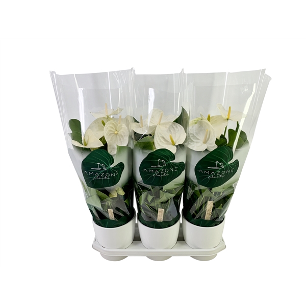 <h4>Anthurium wit keramiek 17cm</h4>