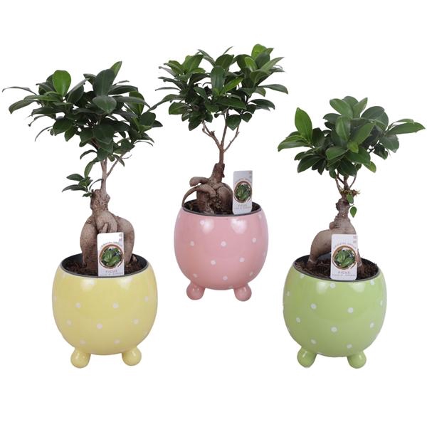 <h4>Ficus m. Ginseng Ball Shape Ø12cm in Ø14cm Ball Dots Pot</h4>