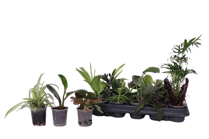 <h4>KAMERPL GEM GR 8 SRT</h4>