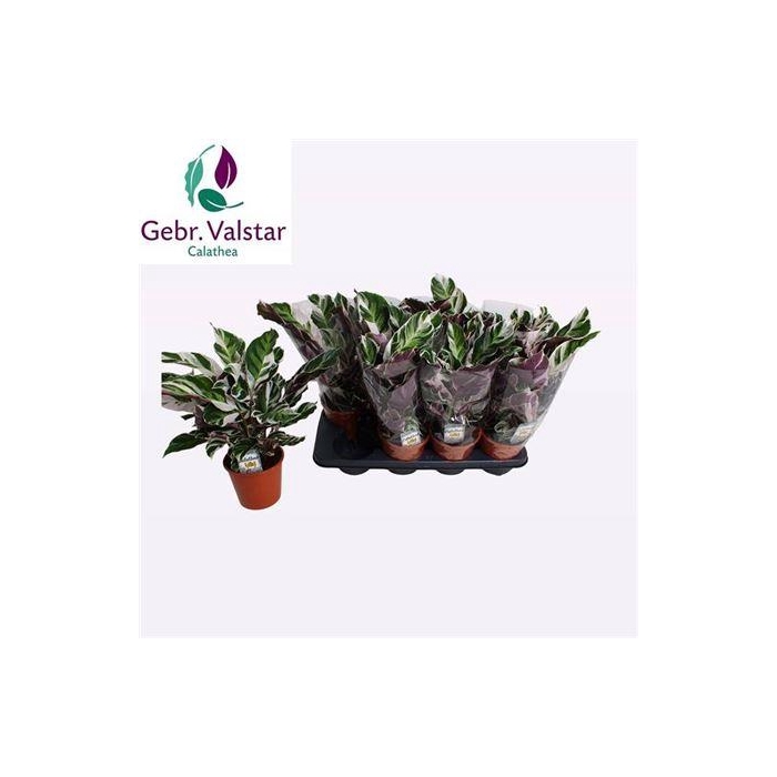 <h4>Calat Fusion White</h4>