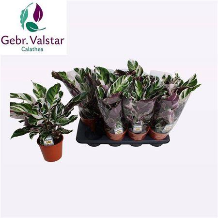 <h4>Calat Fusion White</h4>