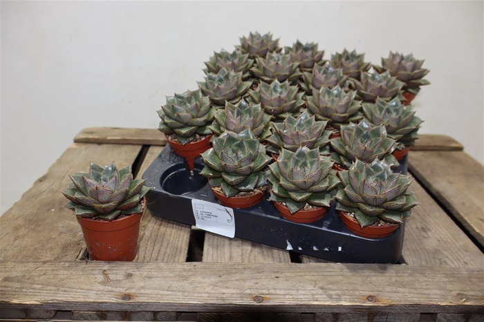 <h4>arr8 Echev Purpusorum</h4>