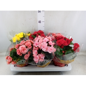 Begonia elat. DU   ...mix