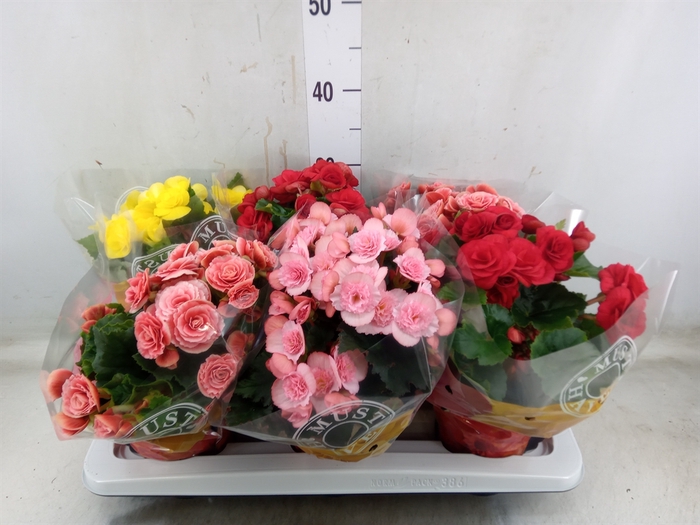 <h4>Begonia elat. DU   ...mix</h4>