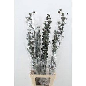 DF Lavatera Bs Grey 120g