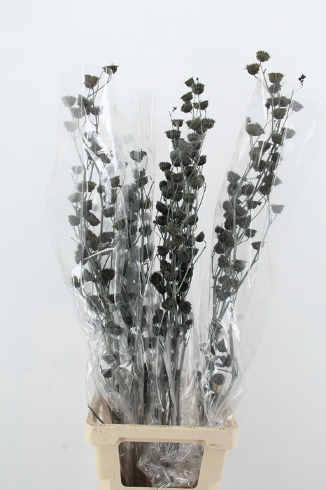 <h4>DF Lavatera Bs Grey 120g</h4>