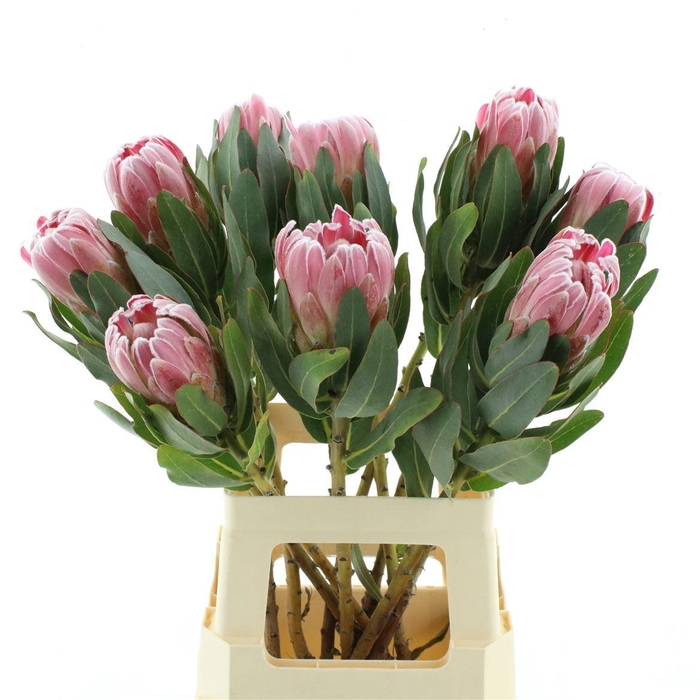 <h4>Protea Pink Ice</h4>