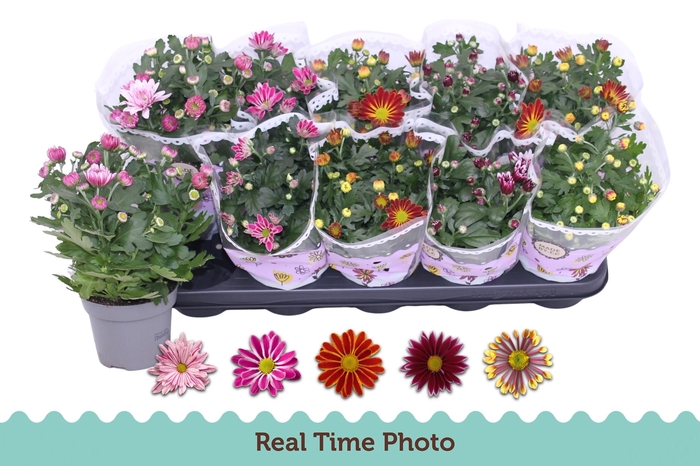 <h4>CHRYS GEM 2 KL BLOEM</h4>