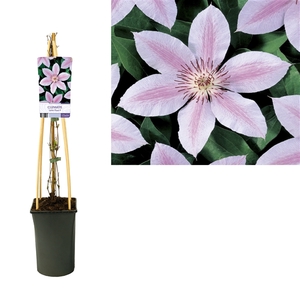 Clematis 'John Paul II' +light label