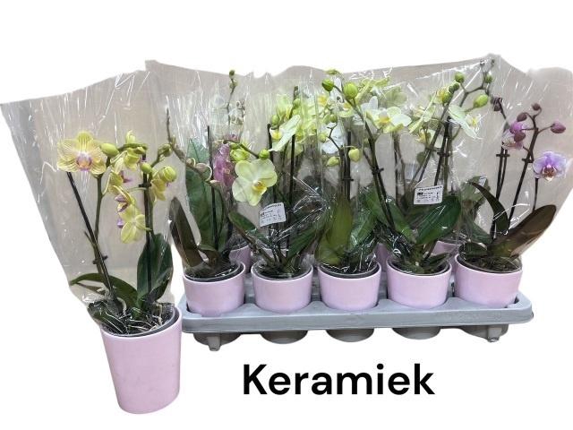 <h4>ARR PHALA MT 14+</h4>