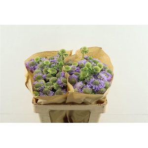 Scab Scoop Lavender