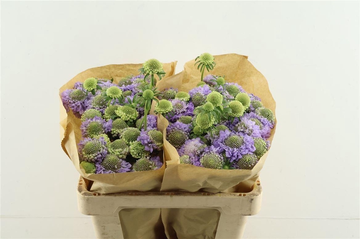 <h4>Scab Scoop Lavender</h4>
