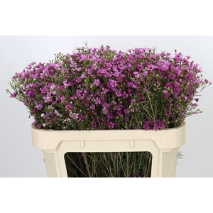 Chamelaucium Eden