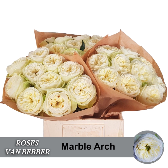 <h4>R GR MARBLE ARCH</h4>