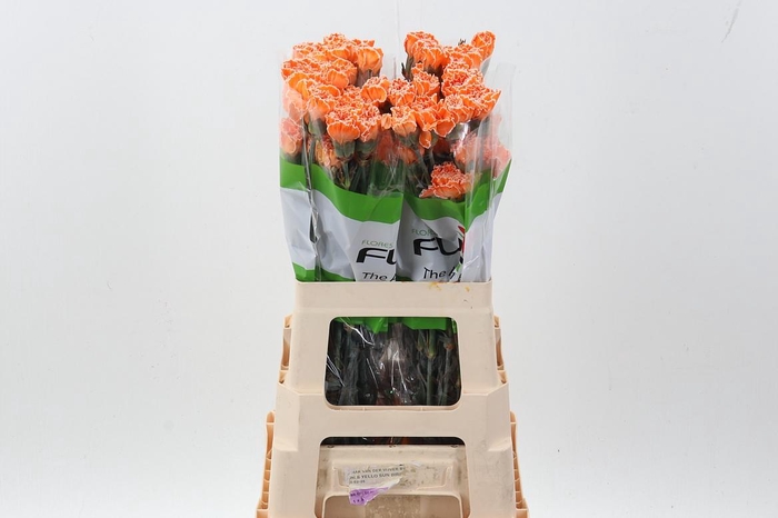 <h4>Di St Tinted Salmon</h4>