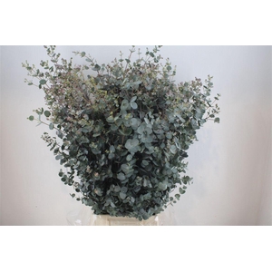 Euca Gunny 300gr Ex P Bunch