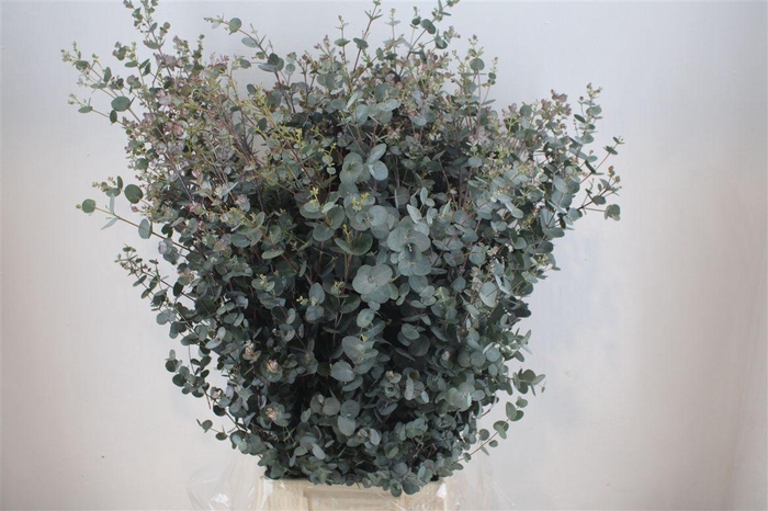 <h4>Euca Gunny 300gr Ex P Bunch</h4>