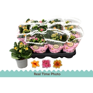 KAL GE GEM TWEEKL BL