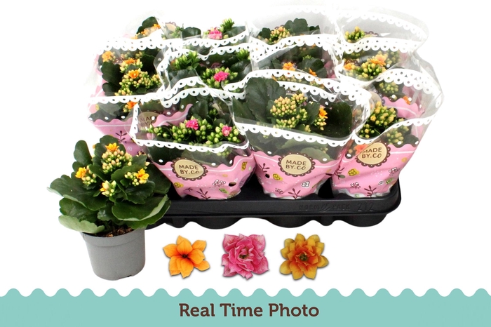 <h4>KAL GE GEM TWEEKL BL</h4>