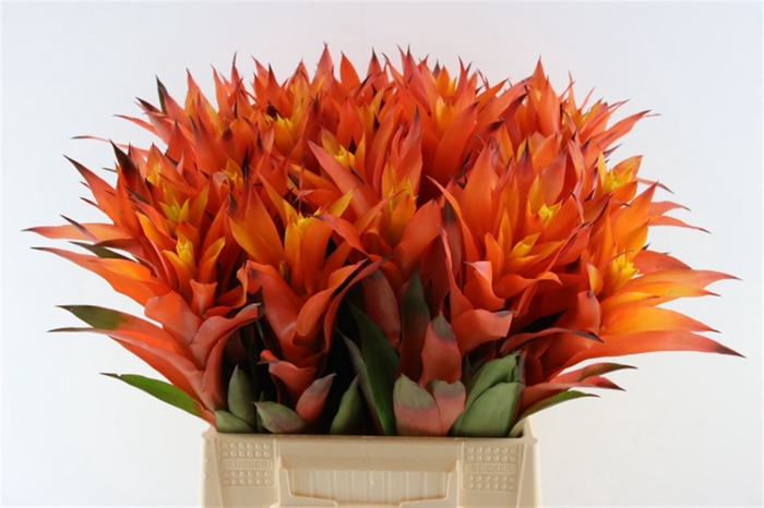 <h4>Bromelia Orangeade</h4>