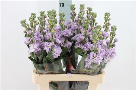 Matthiola Iron Lavendel 65 Cm