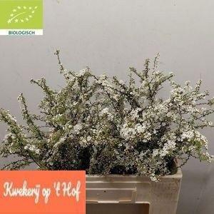 <h4>Spir C Grefsheim</h4>