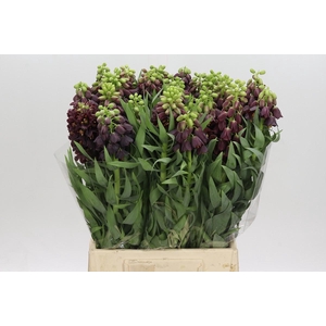 FRITILLARIA PERSICA
