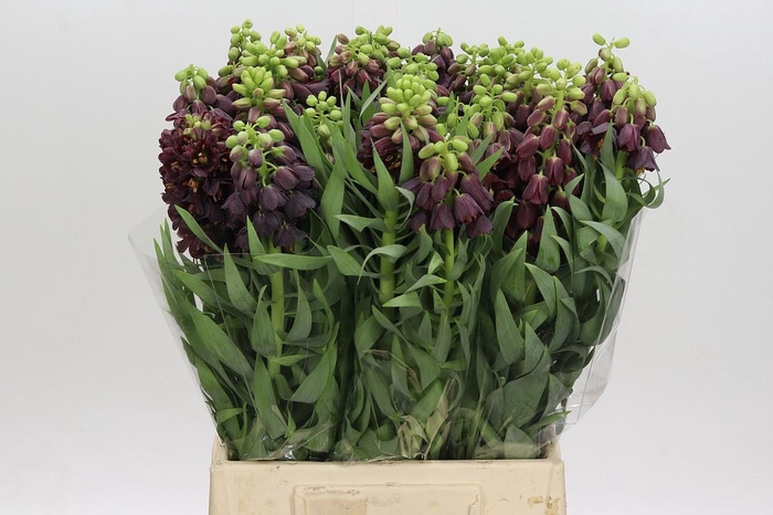 <h4>FRITILLARIA PERSICA</h4>