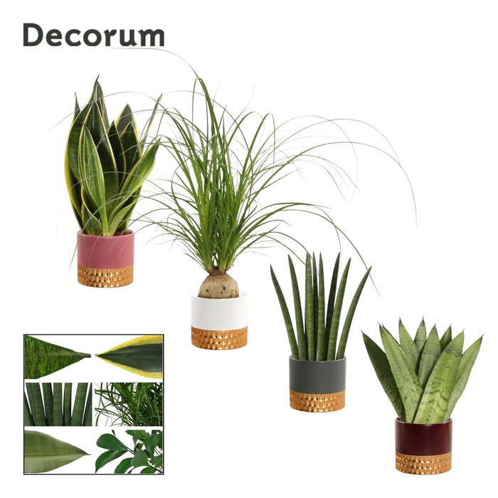 <h4>Groenmix 9 cm in Frederique (Rich love-collection)</h4>