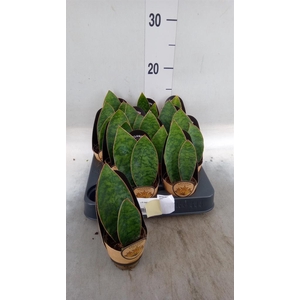 Sansevieria cyl.  ...
