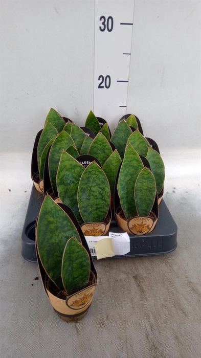 <h4>Sansevieria cyl.  ...</h4>
