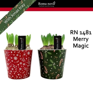Arrangementen Hyacinthus 6%