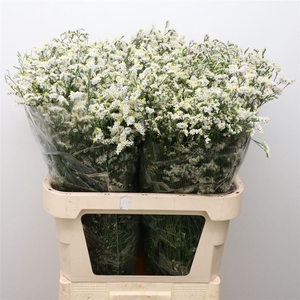 Limonium Joy White X50