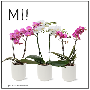 Phalaenopsis Multi Charming Mix 2 spike - 12cm in Atlanta White | Mimesis