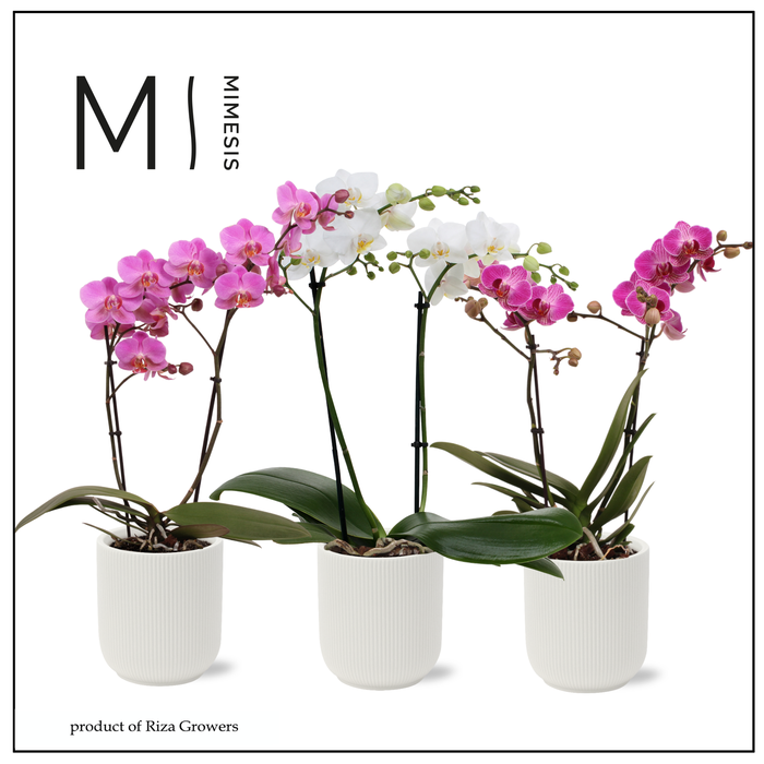 <h4>Phalaenopsis Multi Charming Mix 2 spike - 12cm in Atlanta White | Mimesis</h4>