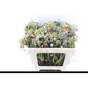 KAAPS GROE GEM IN BS