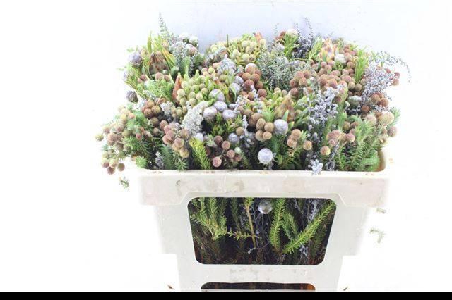 <h4>KAAPS GROE GEM IN BS</h4>