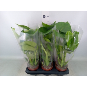 Monstera   ...