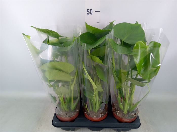 <h4>Monstera   ...</h4>