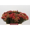 Kaaps Groen Red Brunia Small