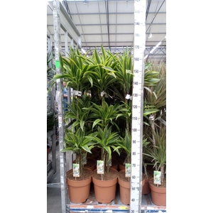 Dracaena fr de 'LemonLime'