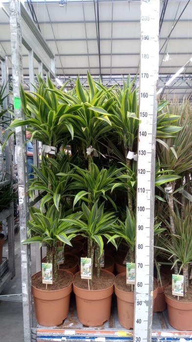<h4>Dracaena fr de 'LemonLime'</h4>