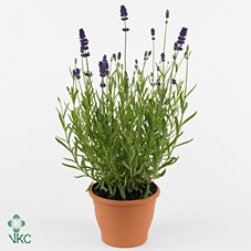 Lavandula angus. 'Ellagance Purple'