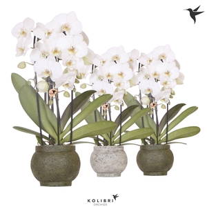 Kolibri Orchids Cascade Niagara Fall white 3 spike in Ancient pot green mix