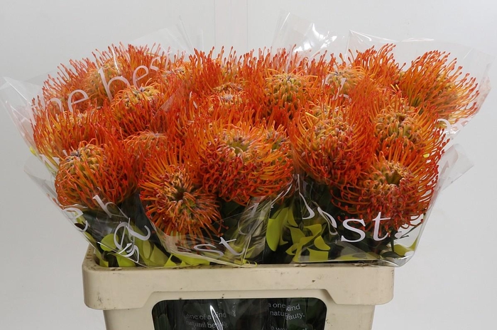 <h4>Nutans Ayoba Sun</h4>