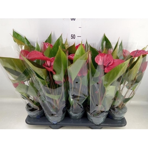 Anthurium andr. 'Picanta Red'