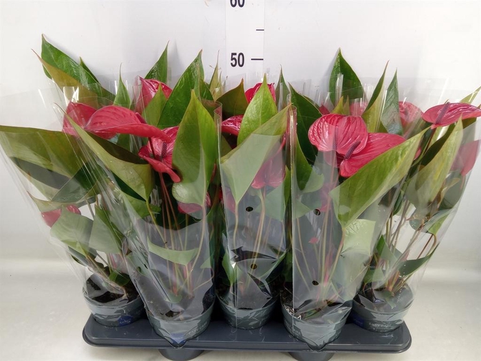 <h4>Anthurium andr. 'Picanta Red'</h4>