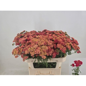 Achillea M Paprika