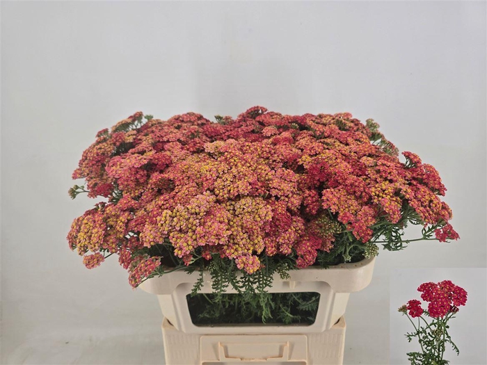 <h4>Achillea M Paprika</h4>