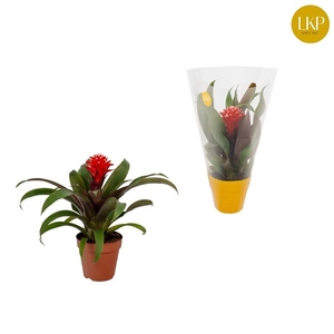 Guzmania Priscilla Rood (Met Hoes)